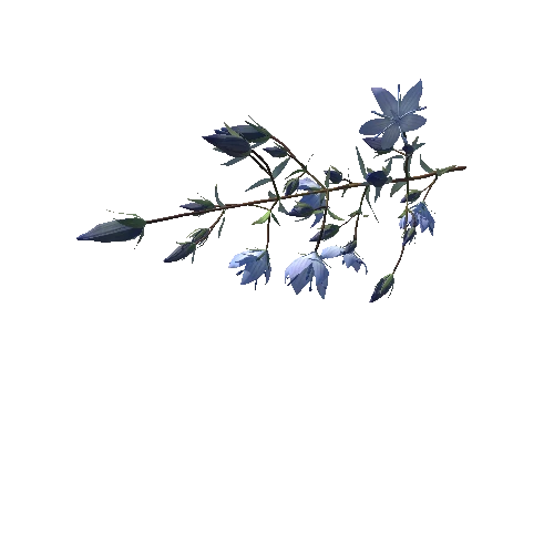 3D flower Collection vol02 Lomatogonium02_M